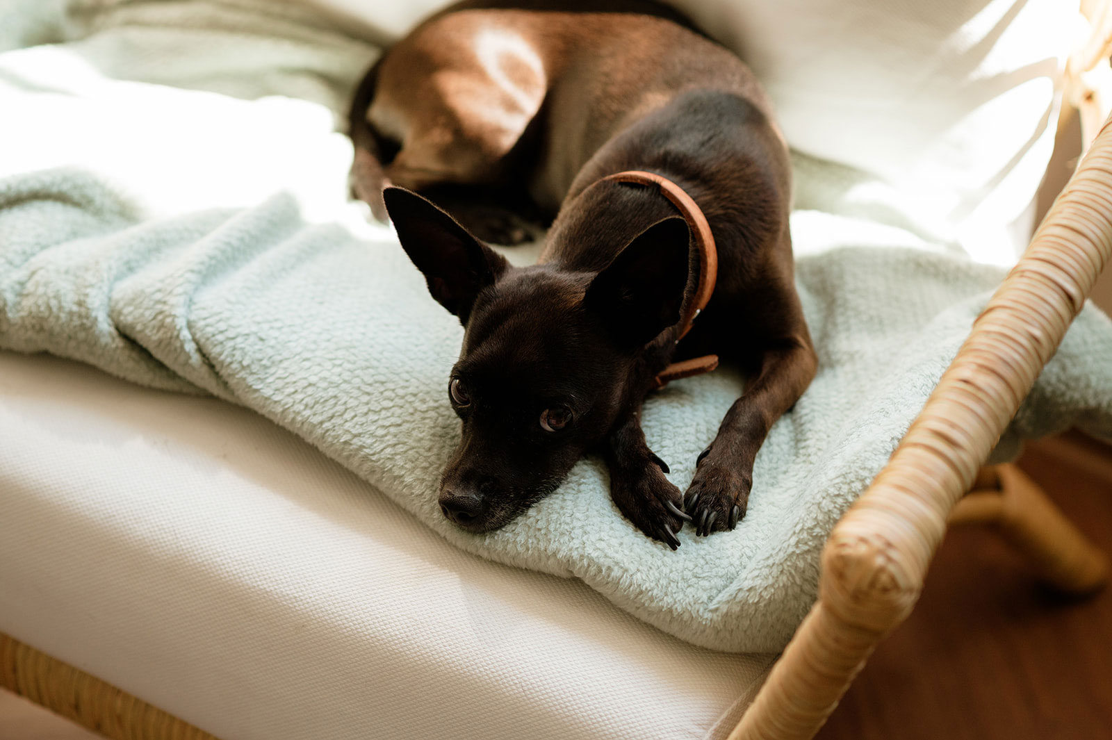 contact laboratoire de prothèses dentaires